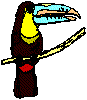 Toucan